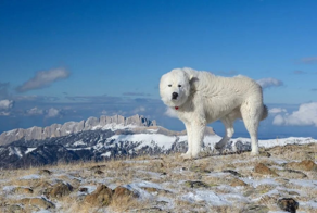 Мареммо-абруццкая овчарка: когда белый и пушистый не синоним доброты