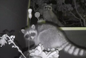 Еноты повадились приходить в гости, чтобы уничтожать растения