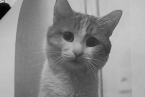 Кот Твикс, которого проводница выбросила из вагона в Кирове, погиб