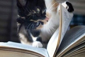 Коты-книгочеи