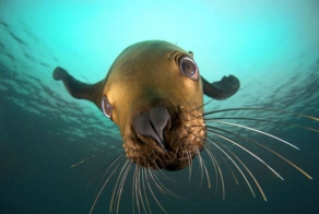 Морской лев играет со своим отражением в объективе (7 фото)