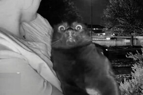 Забавная реакция кота на «говорящий» видеодомофон