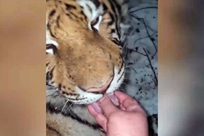 "Русские — с другой планеты!": иностранцы обсуждают видео, на котором женщина кормит тигра с рук