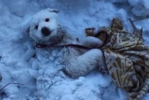 Прохожие спасли собаку, вмерзшую в сугроб