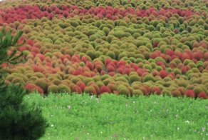 Восстановленный парк Хитачи (17 фото)