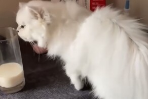 Кот, который готов к любым трудностям