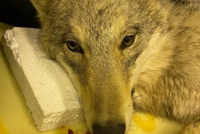 В пермском Кунгуре спасли сбитую собаку, но есть нюанс