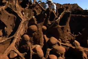 Ученые закачали цемент в заброшенный муравейник и обнаружили подземный мегаполис