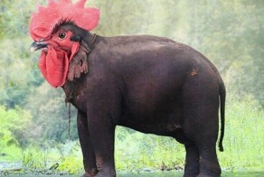 30 фотоманипуляций с животными, которые ломают мозг