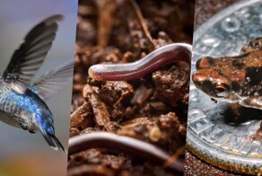 Самые маленькие животные на планете