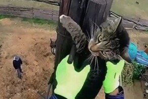 Объяснил коту, что надо делать