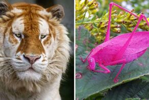 12 случаев, когда природа заигралась и наградила животных генетическими мутациями