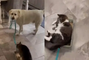 Добродушный пёсик стал таксистом для кота