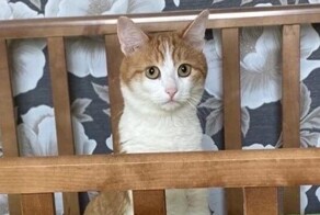 Выбросившую кота из поезда проводницу отстранили от работы