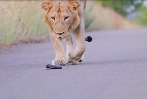 Встреча беззащитного детеныша медоеда и трех львов