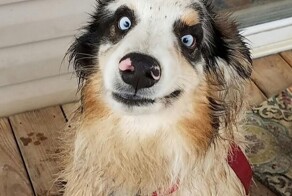 20 потешных питомцев, которые легко могут поднять настроение