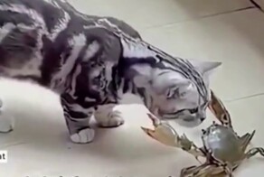Кошки и их впечатляющая реакция