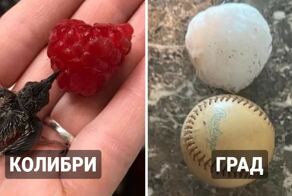 17 удивительных фотографий, которые показывают неожиданные сравнения разных вещей