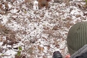 Профессиональный фотограф живой природы за работой