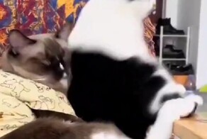 Я не слишком навязываюсь?