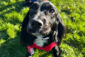 Шестилапый брошенный щенок получил шанс на полноценную жизнь