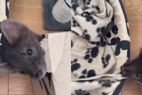 Очаровательная куница стащила плед у собаки, чтобы обустроить свое гнездышко