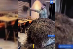 Французские фермеры раскидали гнилое сено по McDonald’s