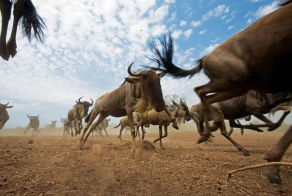 Миграции, достойные восхищения (15 фото)