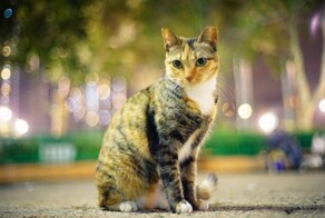 Кошки в огнях большого города
