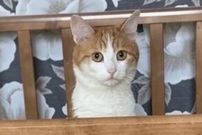 Проводницу, которая выбросила кота Твикса, могут посадить в тюрьму