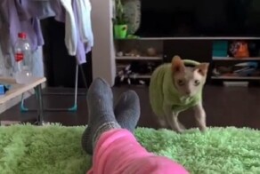 "Наташа, не жрем!": кот породы "диетолог"