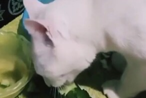 Кошка перешла на сбалансированное питание