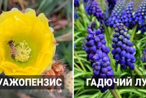 17 реальных названий растений, которые звучат так смешно, что нарочно и не придумаешь
