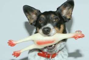 Собаки со своими любимыми игрушками