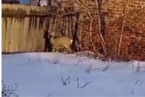 Ради рекламы: в Омской области мужчина натравил свою собаку на косулю и снял это на видео