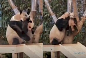 Панда-мать в воспитательных целях устроила взбучку своему детёнышу