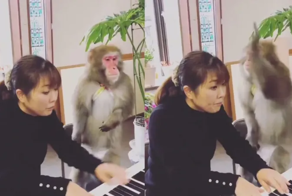 «Фальшивишь!»: очень строгий учитель игры на пианино