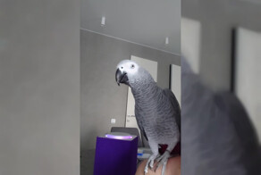 Настоящий хозяин:  попугай, который овладел гаджетами умного дома