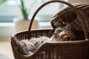 Кошка в лукошке
