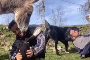 «Я тоже хочу!»:  ослик потребовал обнимашек от человека