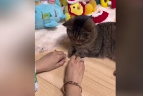 Девушка хотела показать фокус котику, но все пошло не по плану