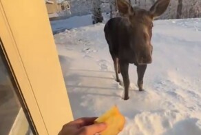Еду вкусную давайте: лось пришел во двор к американцу