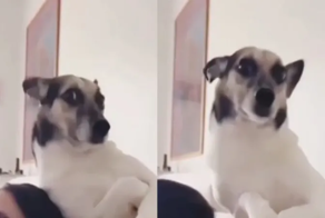 Очень фотогеничная собака