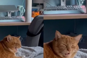 «Прекрати!»: реакция котика на чихание хозяйки