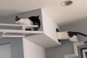 Парень сделал из квартиры идеальную игровую площадку для пушистых