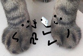 Шаловливые лапки на страницах истории