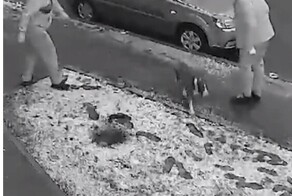 В Ростове пёс напал на девочку, которая выгуливала свою собачку рядом с домом