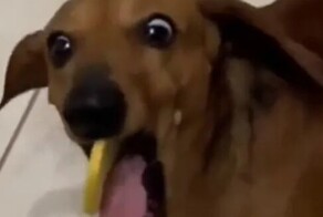 Скушай лимончик: такса познала вкус предательства