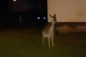 Как поляк "еленя" встретил