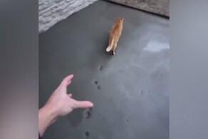 Кошка внесла финальные штрихи в строительство дороги